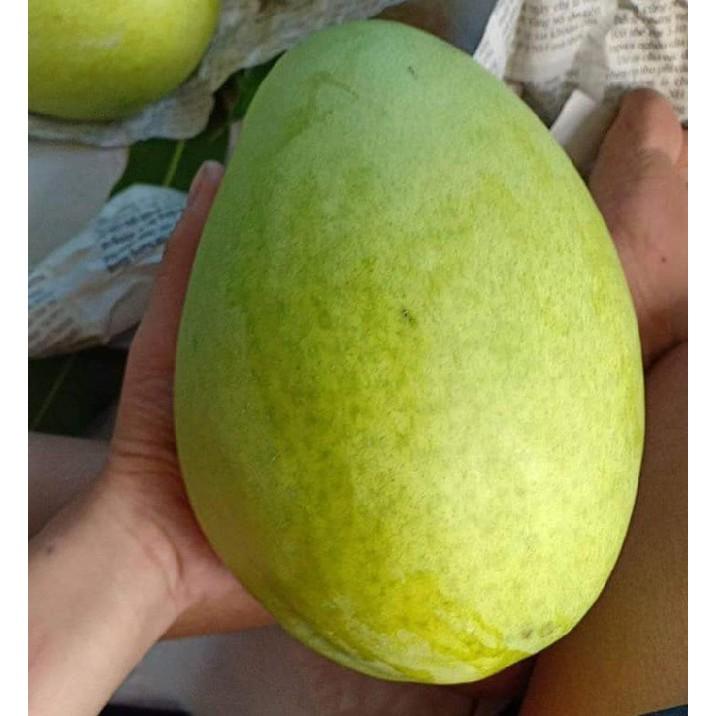 Cây giống Xoài Tượng .