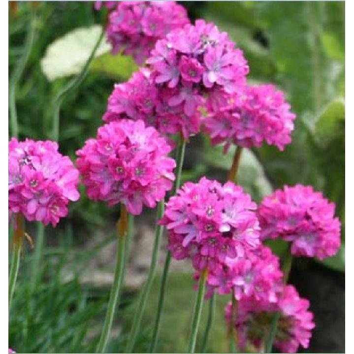Bộ 2 gói Hạt giống hoa hồng nhi ngọc mix màu -gói 20 hạt