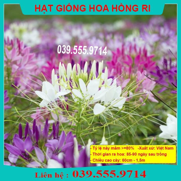 HẠT GIỐNG HOA HỒNG RI DỄ TRỒNG, DỄ CHĂM