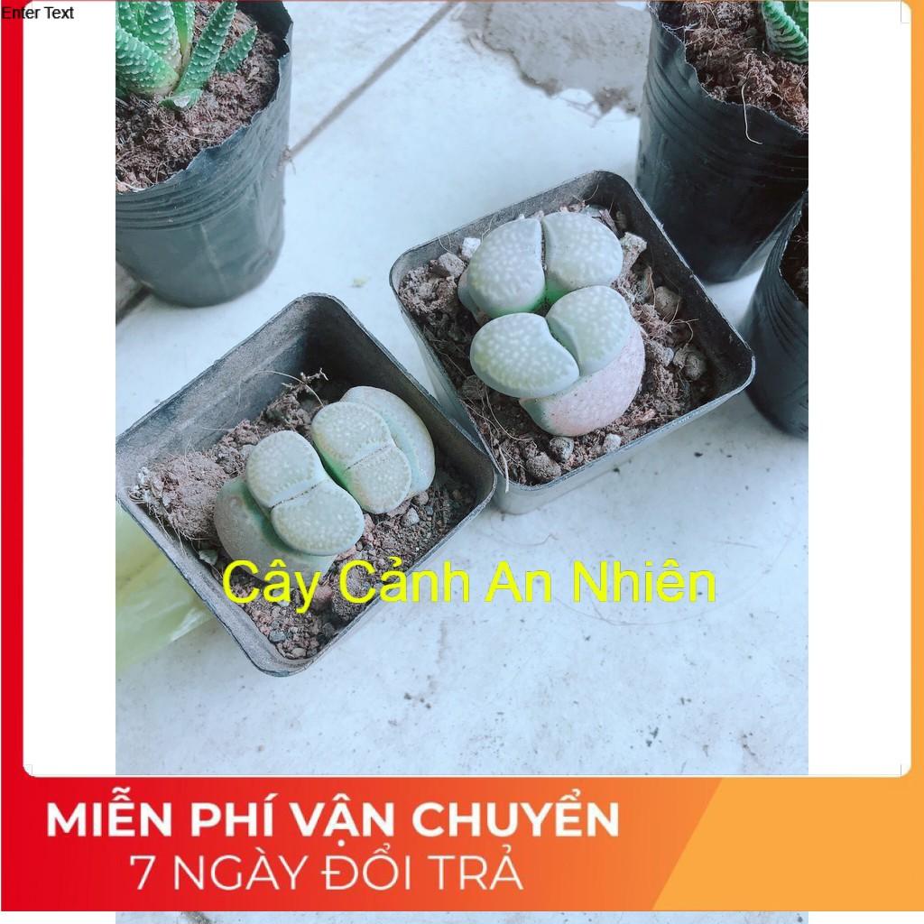 Cây thạch lan lithops