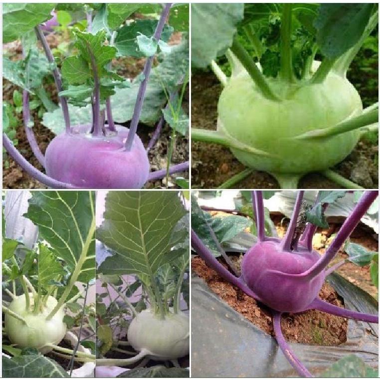 Combo 2 gói hạt giống su hào tím và 1 gói su hào xanh-gói 20 hạt/tặng kèm gói phân bón lót