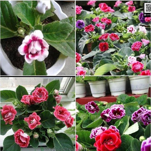 Combo 2 gói hạt giống hoa tử la lan-gói 5 hạt/tặng 3 viên nén ươm hạt