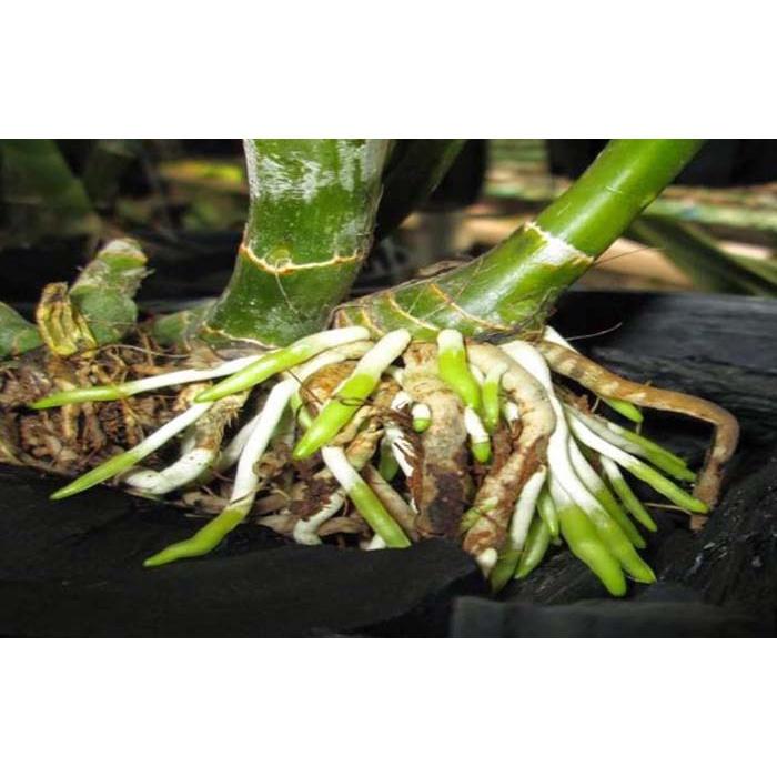 Phân bón lá NPK sinh học, điều hòa sinh trưởng cho cây, hoa BIMIX, giúp cây siêu ra rễ cực mạnh