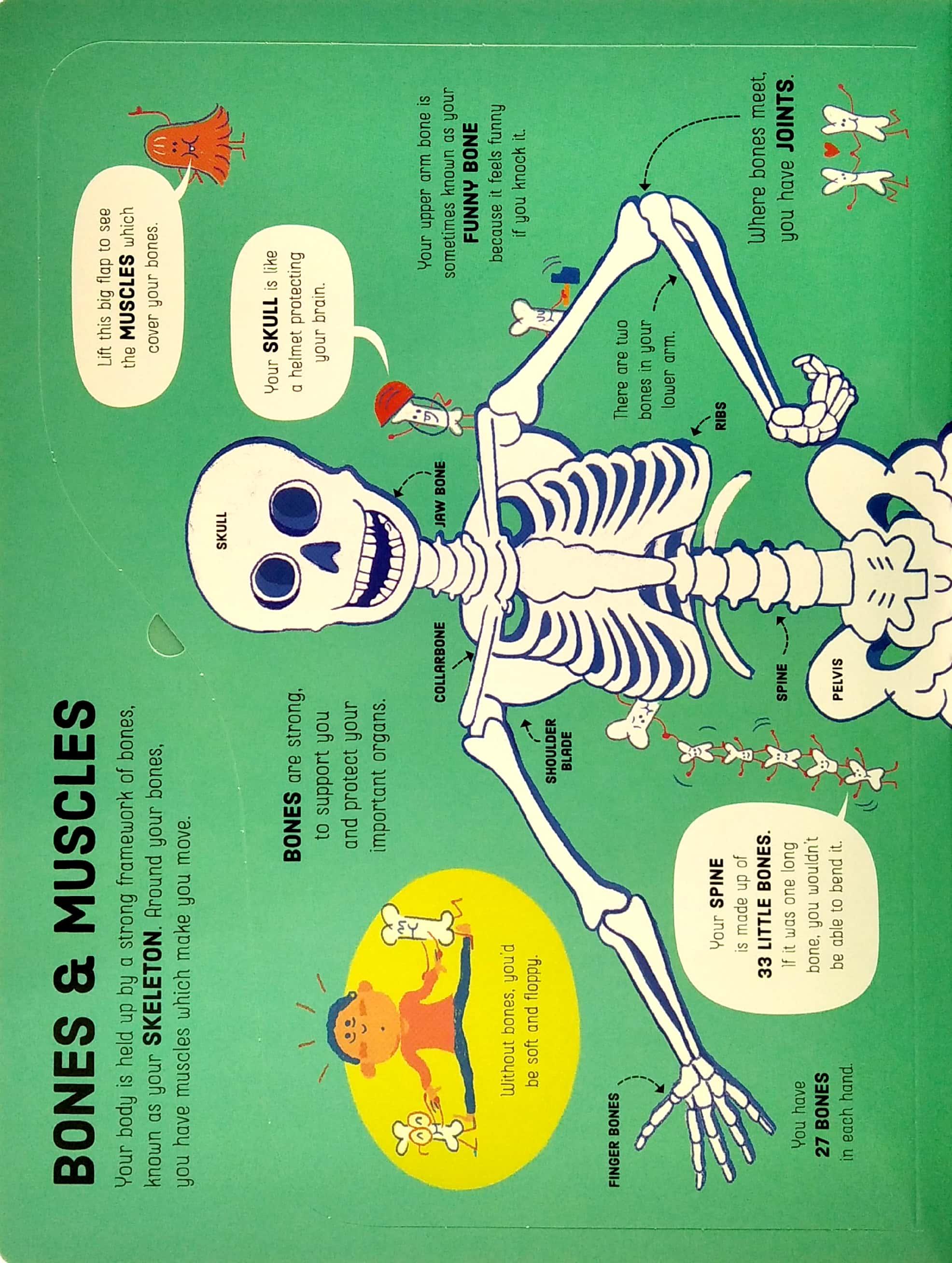 Sách ngoại văn: Lift-the-flap How Your Body Works