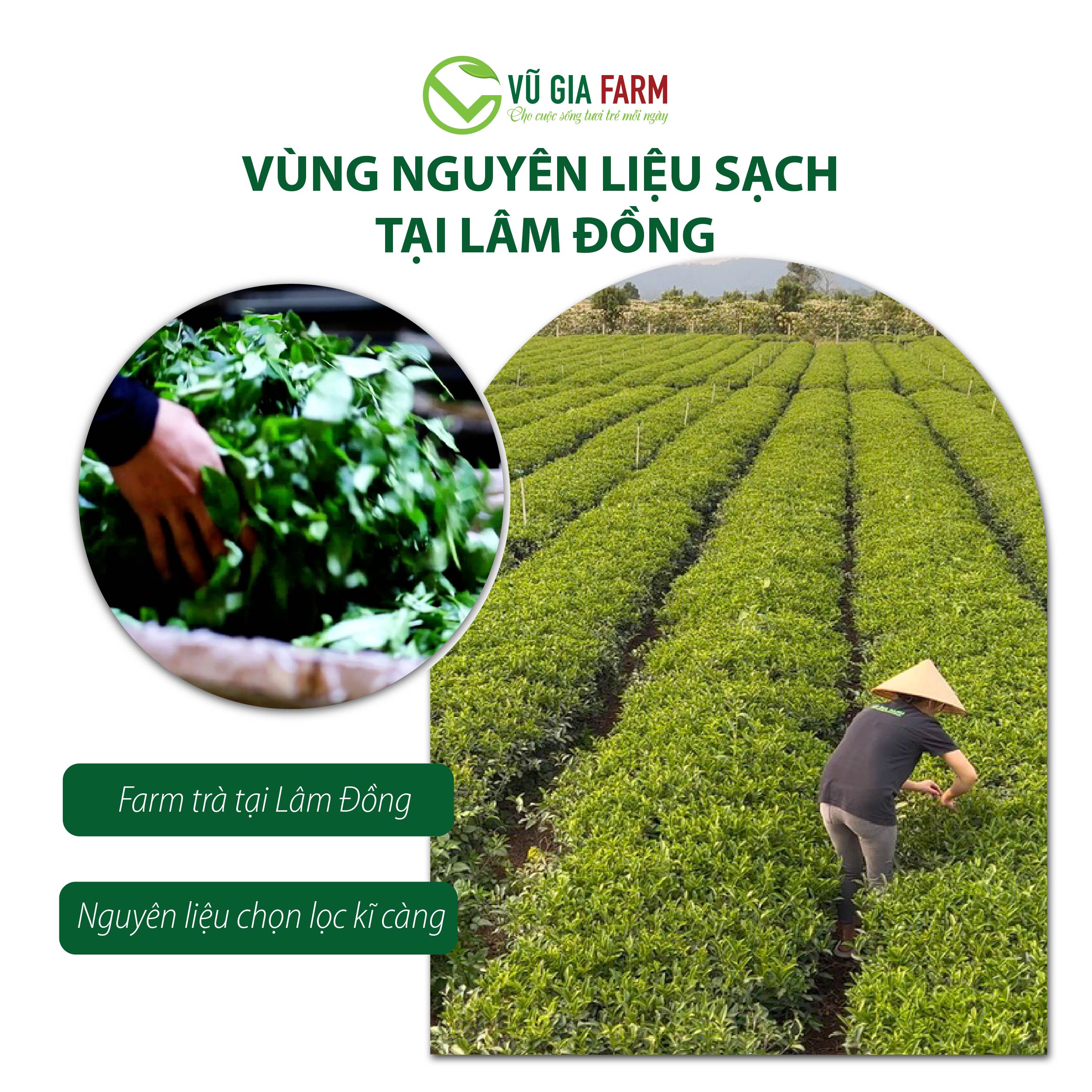 Hồng Trà ( Trà Đen) Cao Cấp Nguyên Chất Vũ Gia (200g/ hũ)