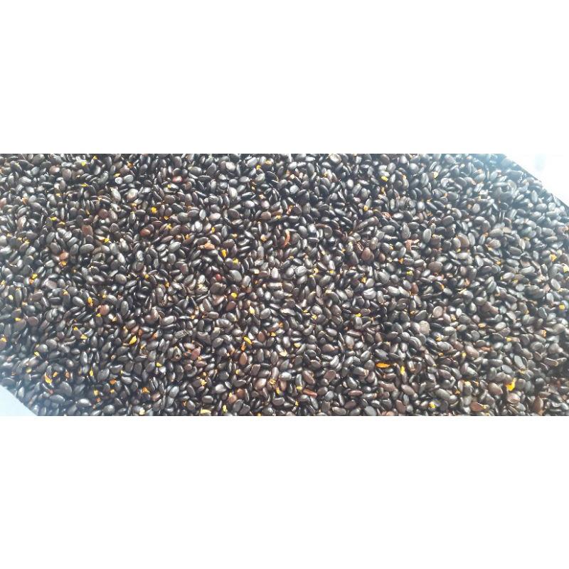 Hạt giống keo tai tượng trồng rừng - gói 100 gram