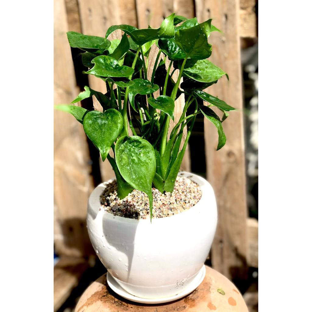 Chậu sứ cây Môn Tai Phật để bàn