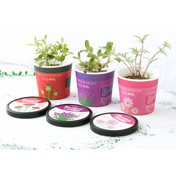 Bộ 3 Chậu Cây Bonsai Có Sẵn Hạt Giống và Đất - màu ngẫu nhiên