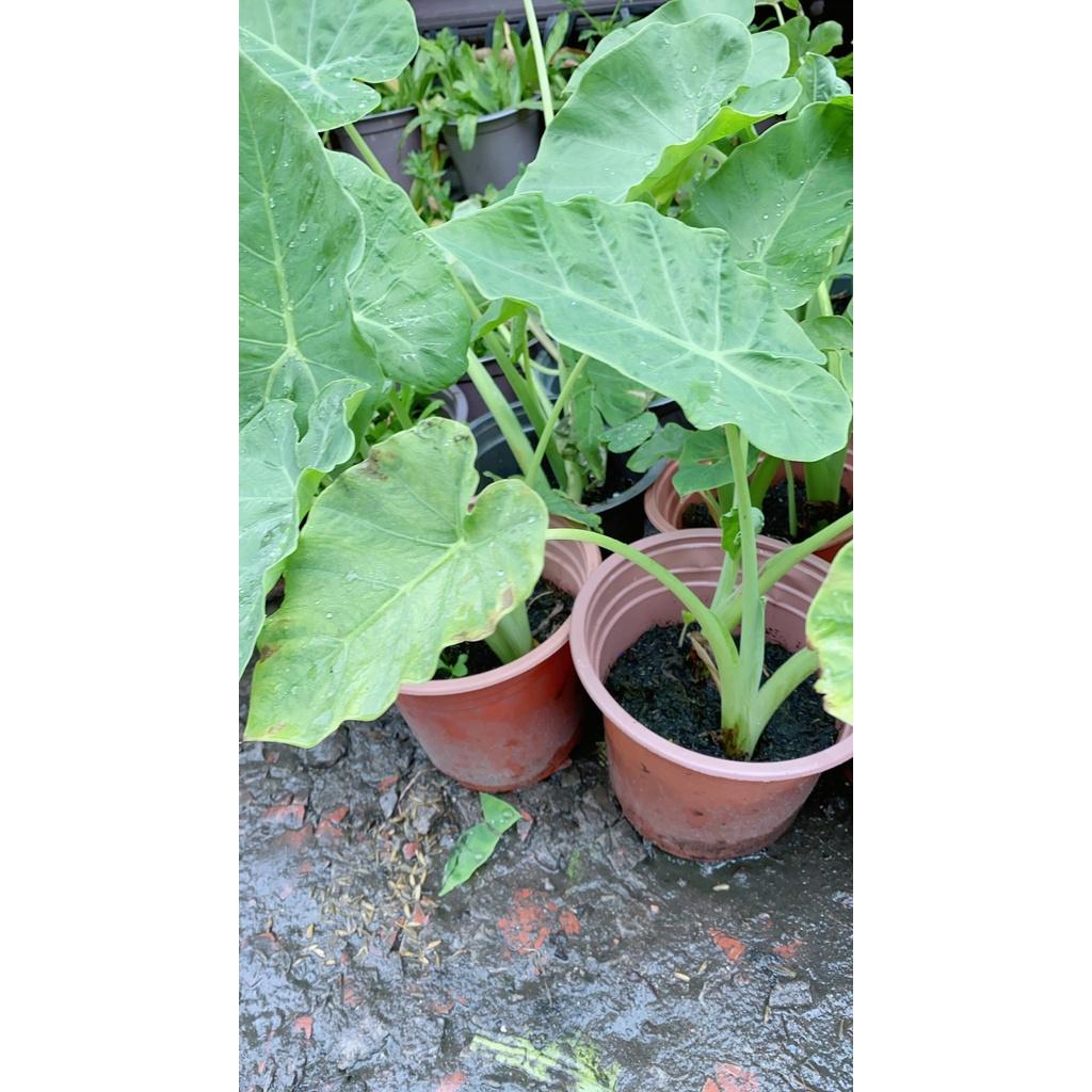 Bạc Hà Nấu Canh