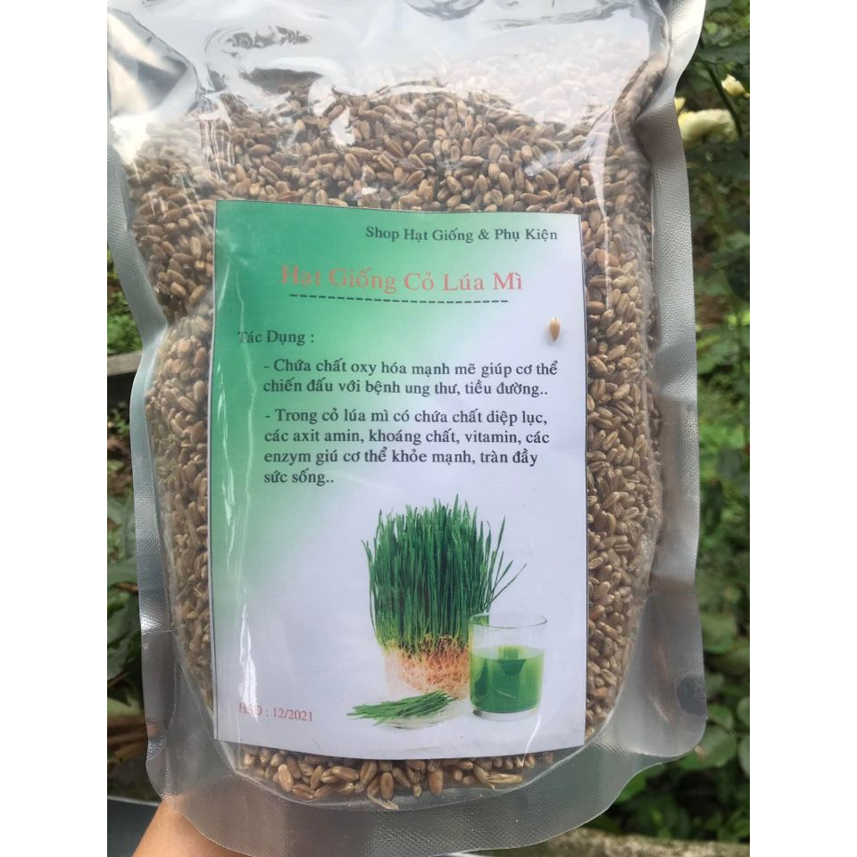 HẠT GIỐNG CỎ LÚA MÌ 1KG