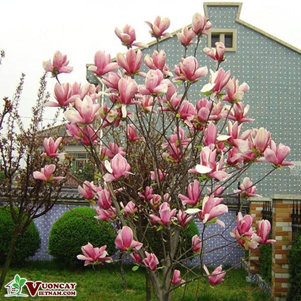 CÂY HOA MỘC LAN SIÊU NỤ, ĐANG RẤT ĐẸP, NGUYÊN BẦU RẤT NHIỀU NỤ