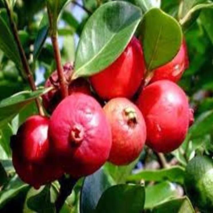 Bán cây giống ổi tím giống ổi mới lạ mắt