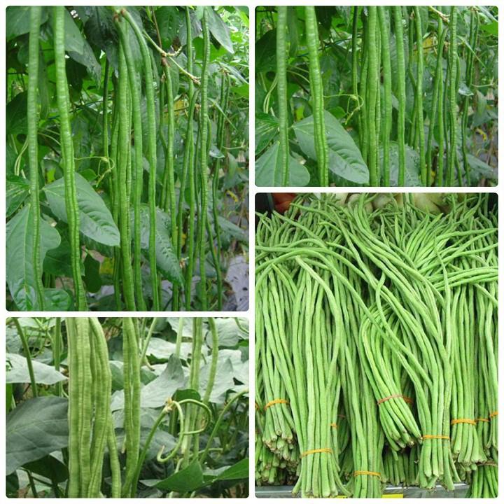 Hạt giống đậu đũa xanh
