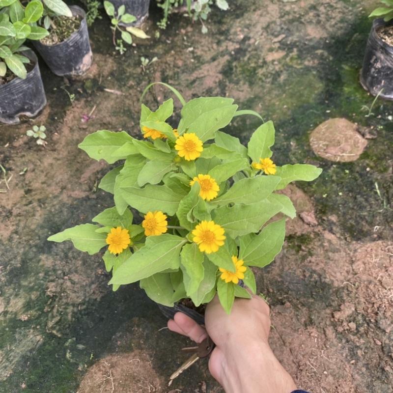 Cúc mặt trời trồng bịch đen đã có nụ và hoa