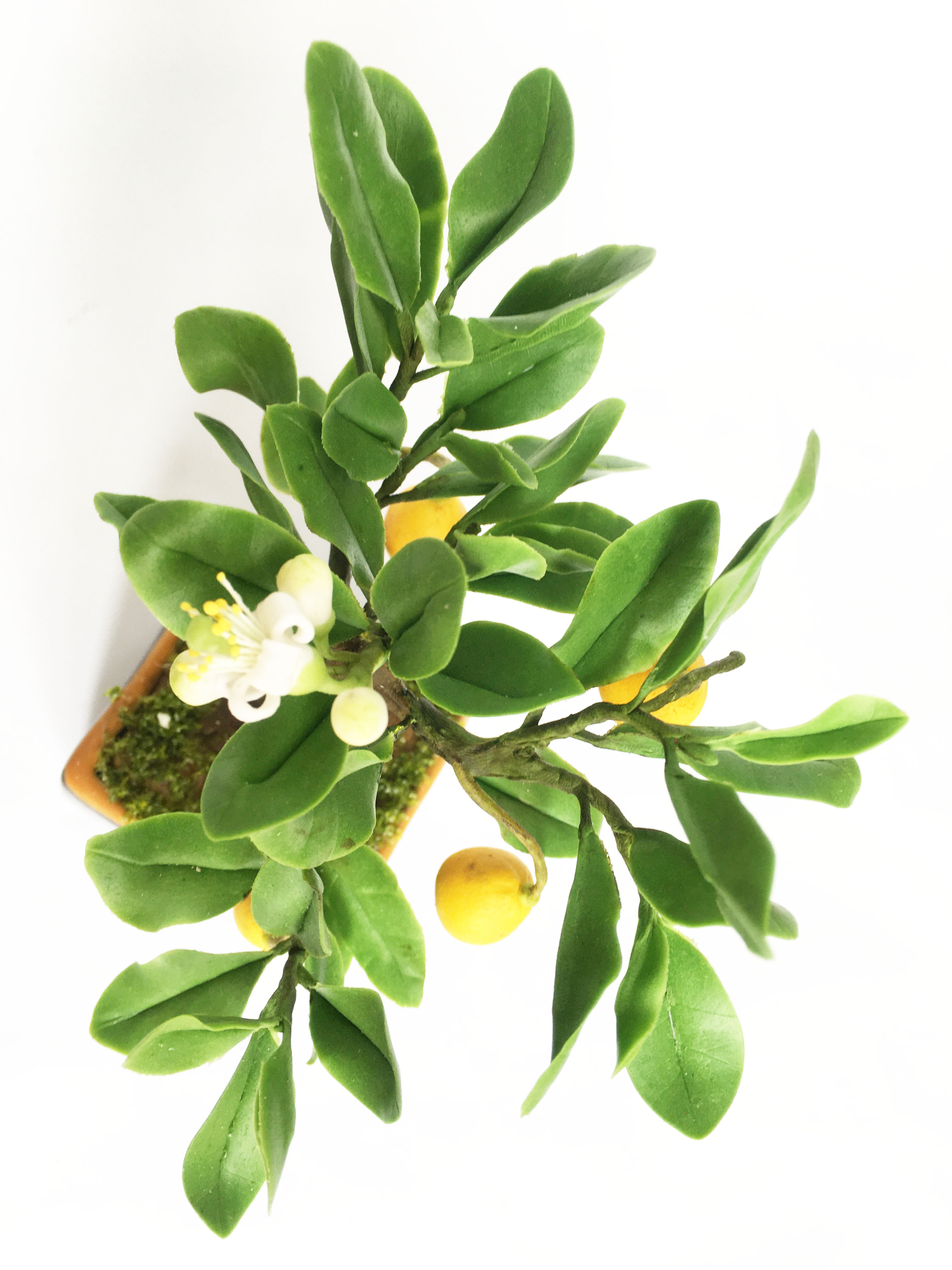 Chậu hoa đất sét mini- Bonsai bưởi - Quà tặng trang trí handmade