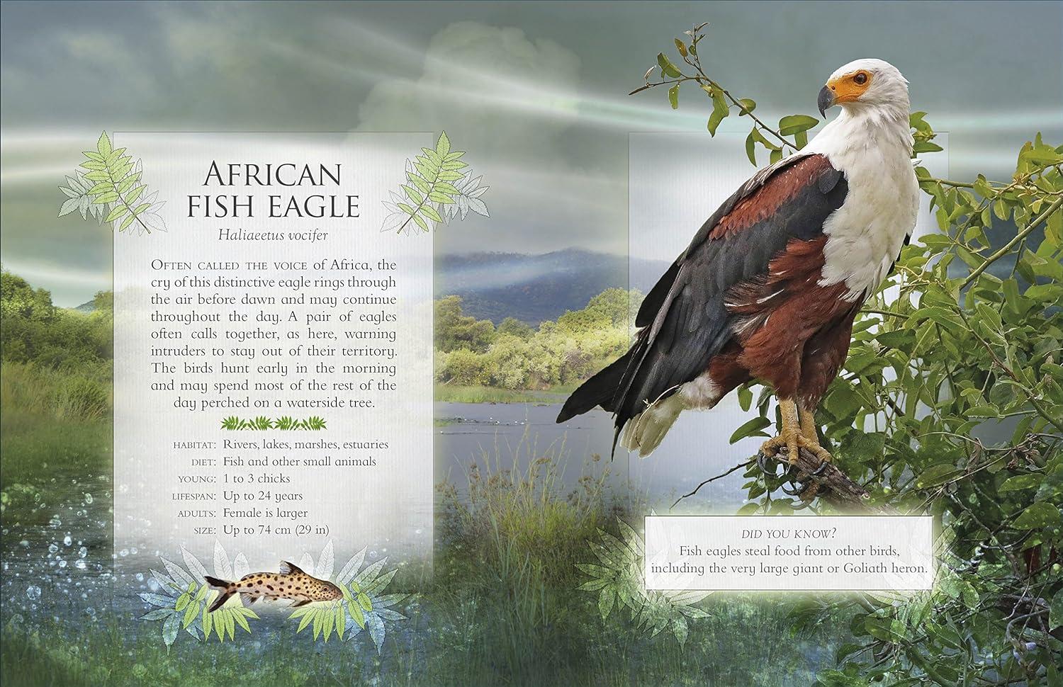 Sách ngoại văn: The Little Book Of Safari Animal Sounds