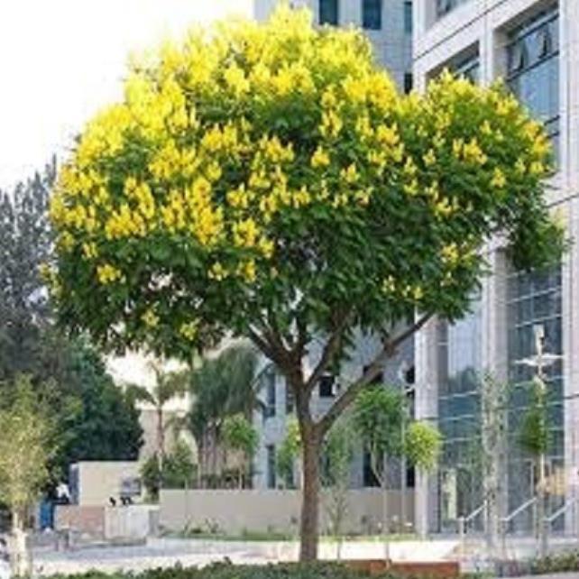 CÂY GIỐNG MUỒNG LÁ LẠC,Muồng Hoa Vàng CÂY SIÊU ĐẸP