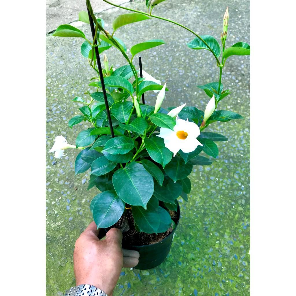 Chậu dây leo Huỳnh Anh hoa trắng