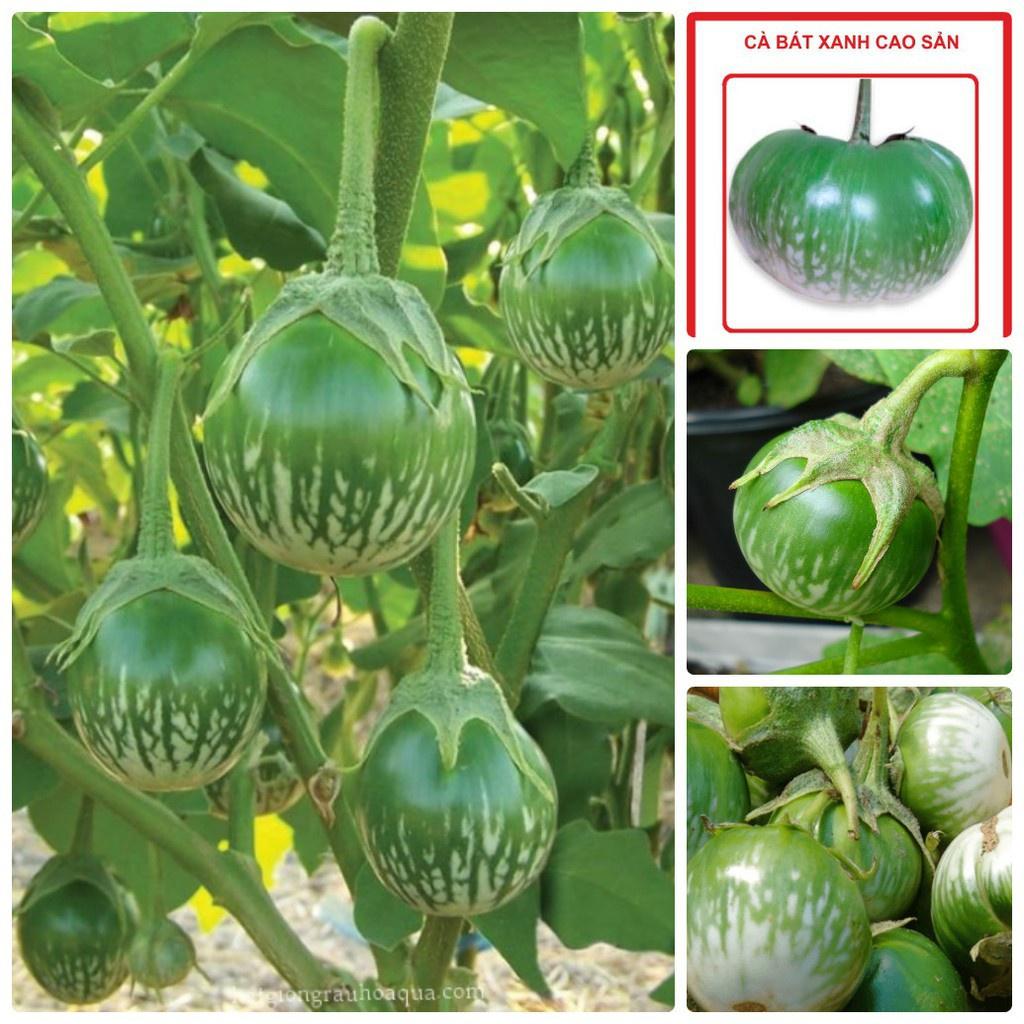 Hạt giống Cà bát ta da ếch - 1 gói 2gram