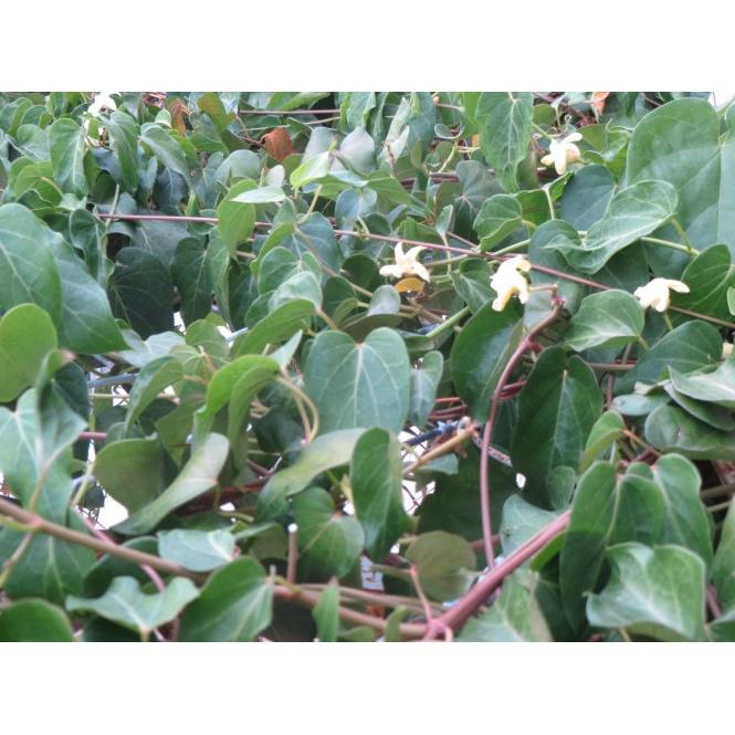 Cây rau quả mỏ giống- cây giống lên bầu phát triển ổn định