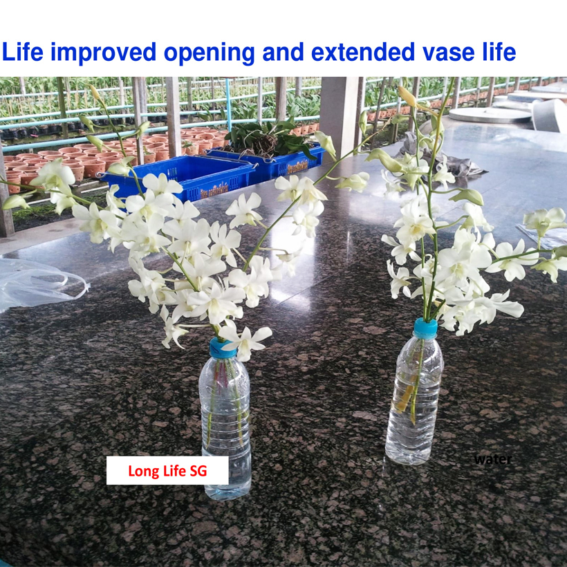 Nước cắm hoa lâu tàn dạng bột nhập khẩu Israel Food For CUT Flowers mỗi gói tạo ra 0.5L dung dịch xử lý hoa cắm bình