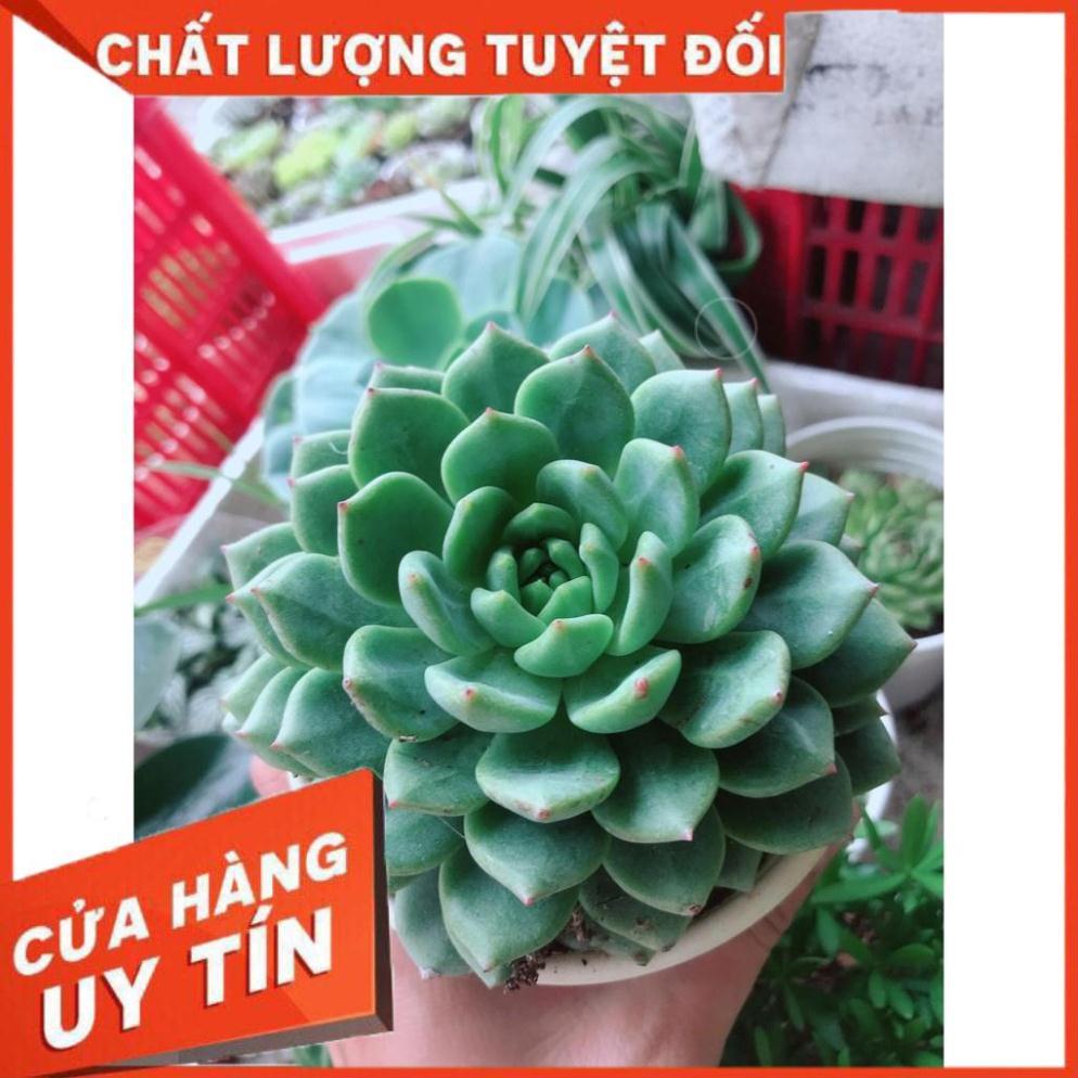 Sen đá bánh bao + chậu sứ trắng Nhiều Người Mua