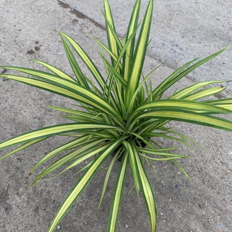 Cây dứa cảnh vàng cao 25cm, nhánh lá xum xuê tươi tốt, rất dễ trồng và chăm sóc, cây cảnh trồng công trình và sân vườn