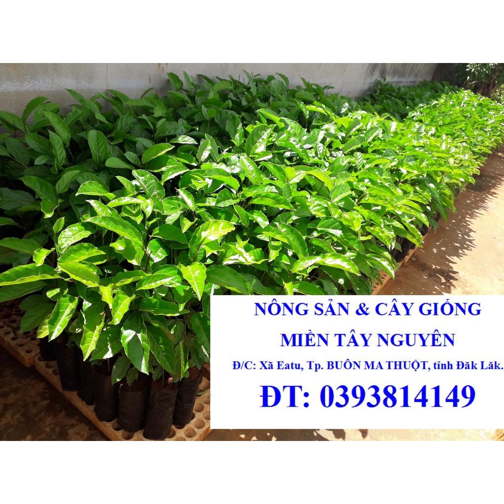 Combo 3 CÂY Chanh Leo tím   )