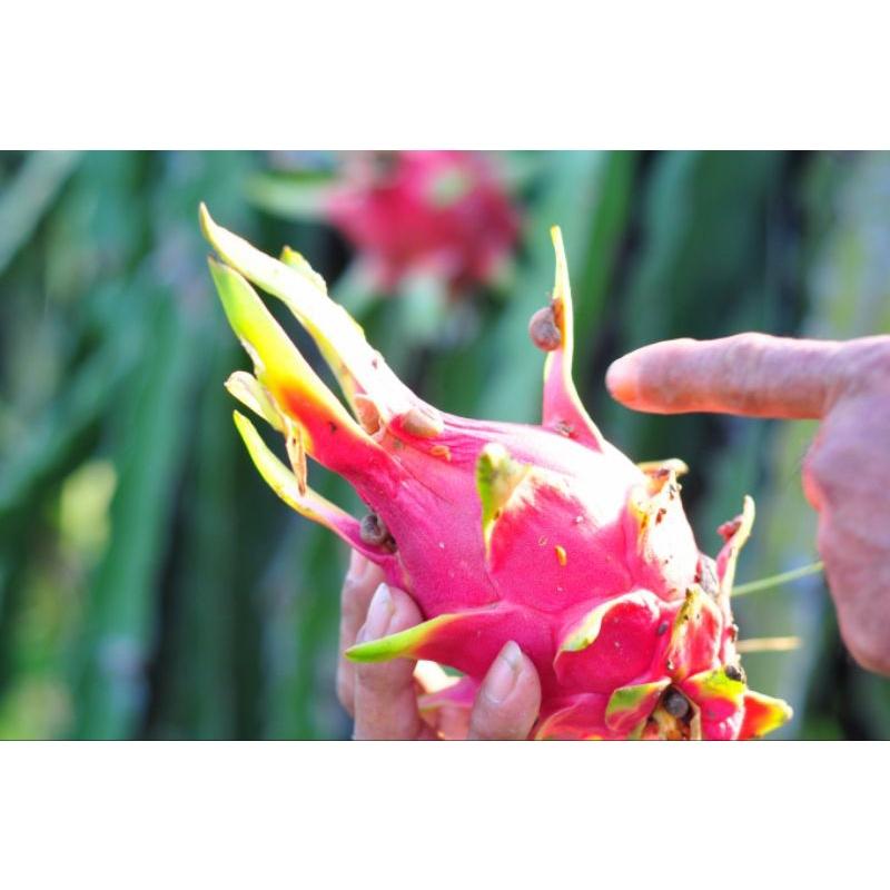 Bả mồi diệt ốc sên hại cây trồng, mầm rễ hoa lan . Siêu diệt ốc, dẫn dụ cực nhạy