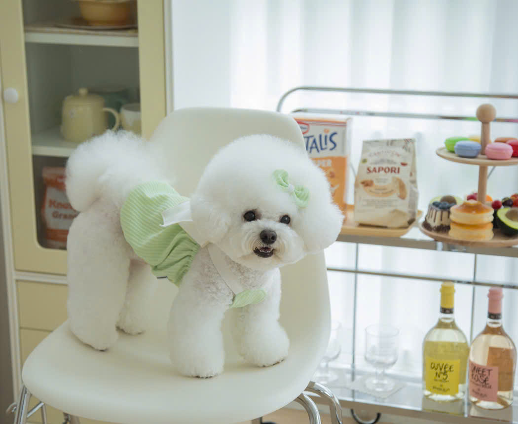VÁY XANH LÁ NƠ XINH TỪ 1-7KG DÀNH CHO CHÓ MÈO