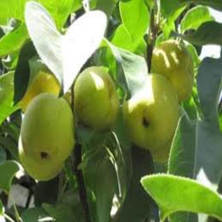 Cây giống Lê nâu Cây giống chuẩn cho năng suất cao