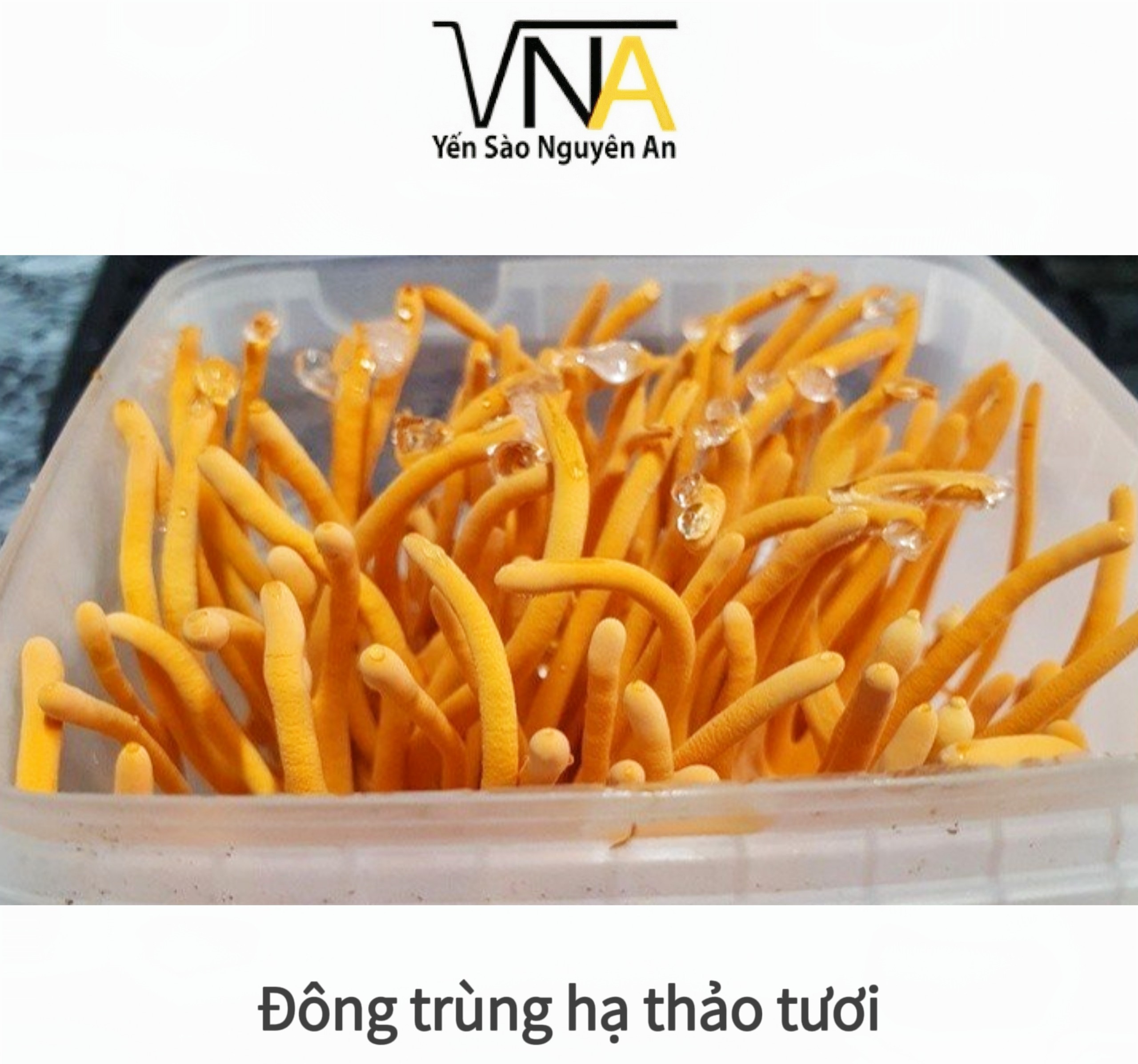 Đông Trùng Hạ Thảo tươi (hộp)