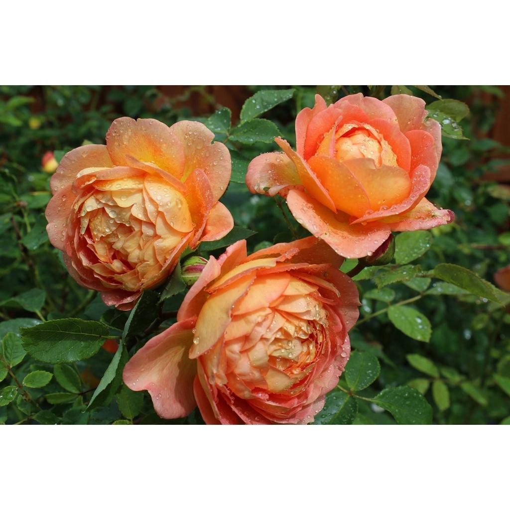 Hoa hồng leo Lady of Shalott màu cam cá - cây to trồng bịch vải