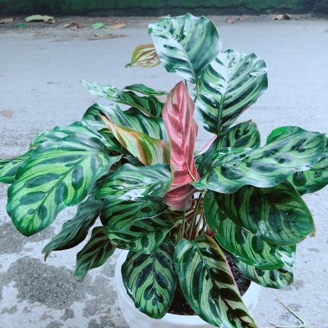 Chậu Đuôi Công Đốm