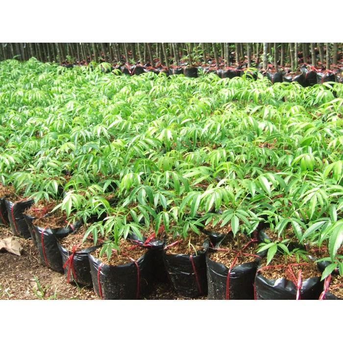 Cây giống Cóc Thái Siêu sớm bầu to. .
