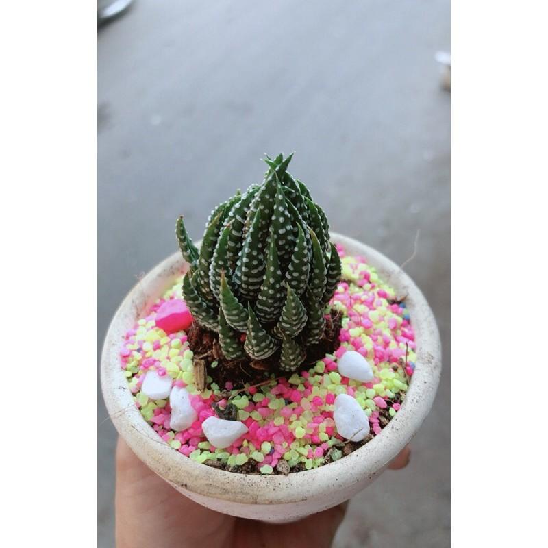 Chậu Móng Rồng Búp