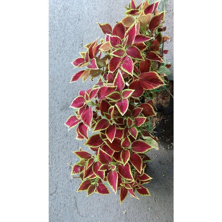 Chậu Cây Lá Gấm