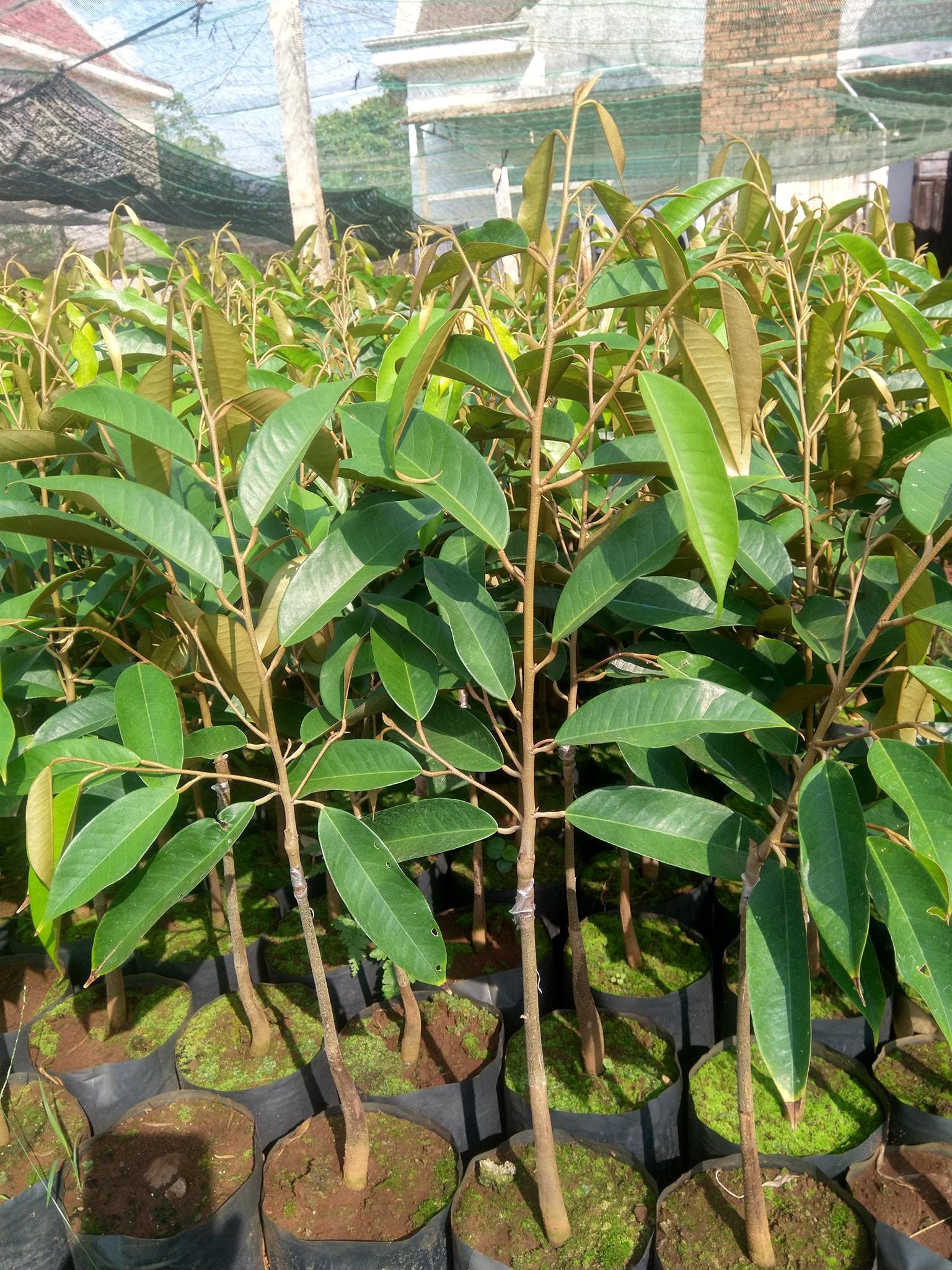 Giống cây sầu riêng ri6