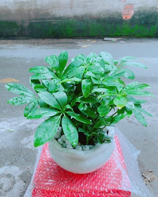 Chậu Cây Ngũ Gia Bì Để Bàn