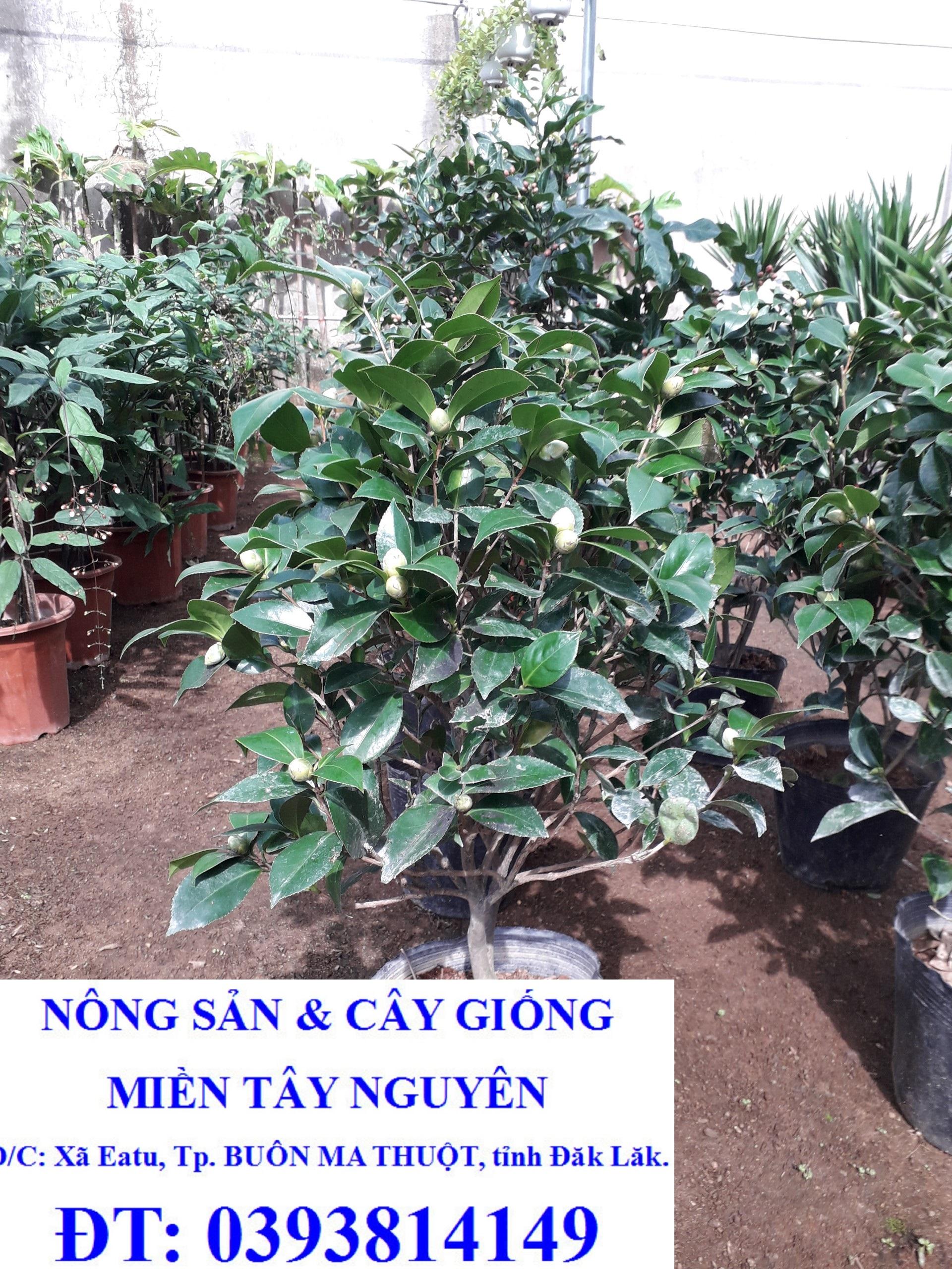 CÂY GIỐNG HỒNG TRÀ.
