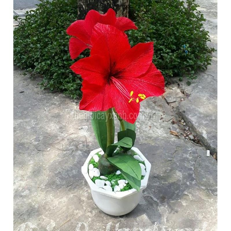 Củ giống hoa huệ tây đỏ nội