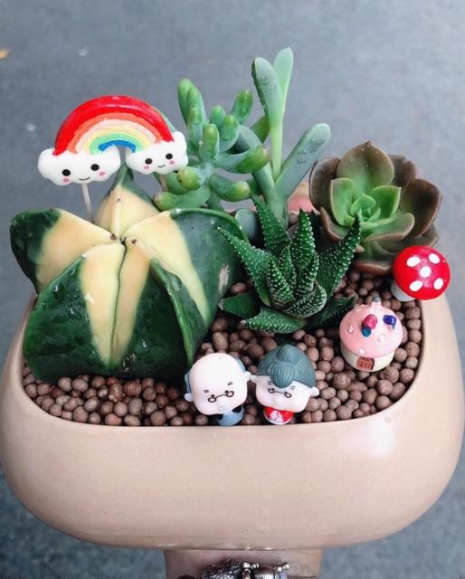 Chậu xương rồng tiểu cảnh