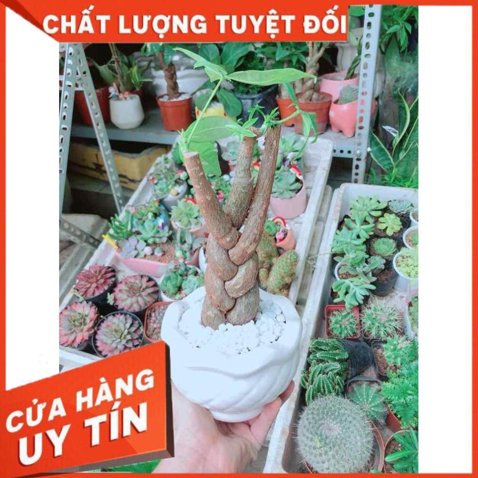 Chậu Kim Ngân 3 Thân Nhiều Người Mua