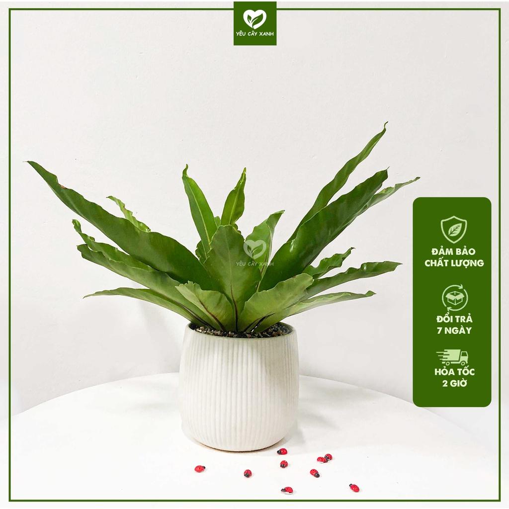 Cây Ráy Ổ Phụng, cây Tổ Quạ phong thủy.