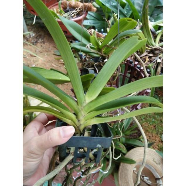 Hoa phong lan nghinh xuân hoa tết+ 700g phân thỏ hữu cơ