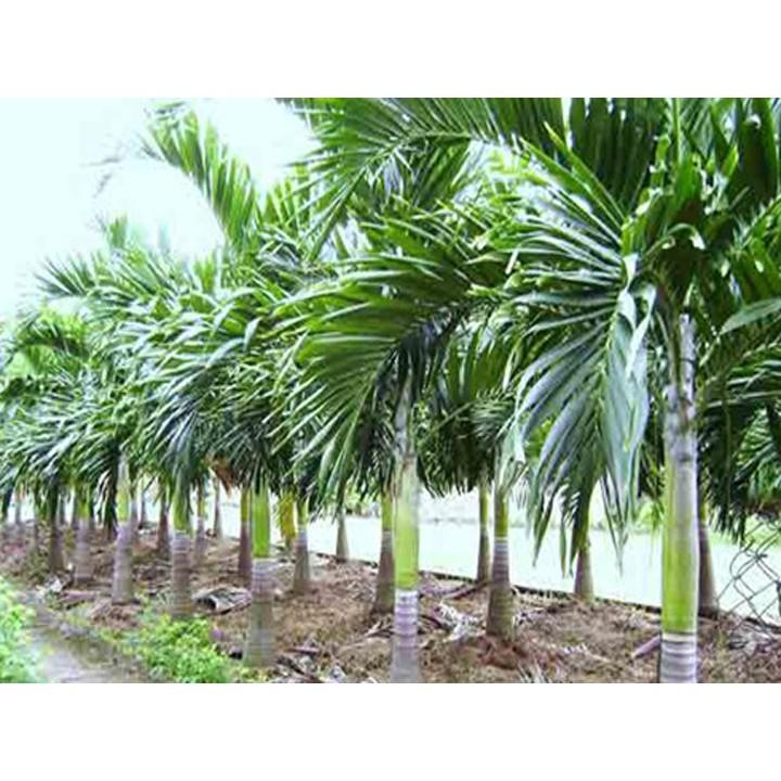 COMBO 5 CÂY CAU GIỐNG.