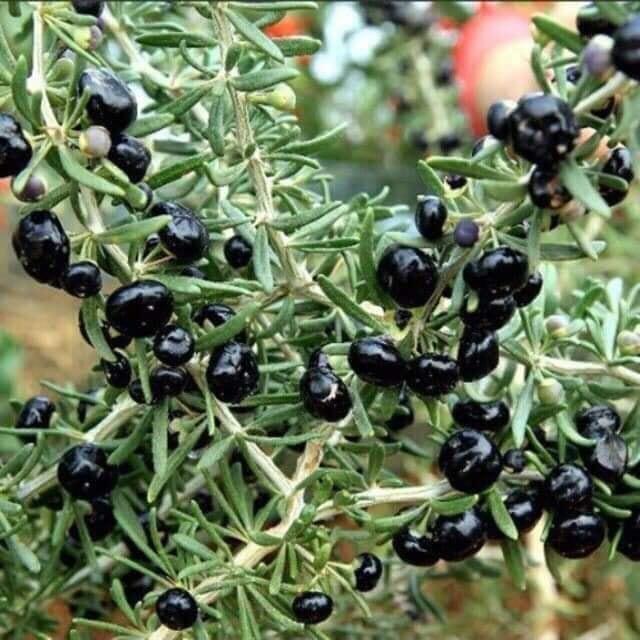 Hạt Giống Hắc Kỷ Tử Black Gojiberry - gói 50 Hạt