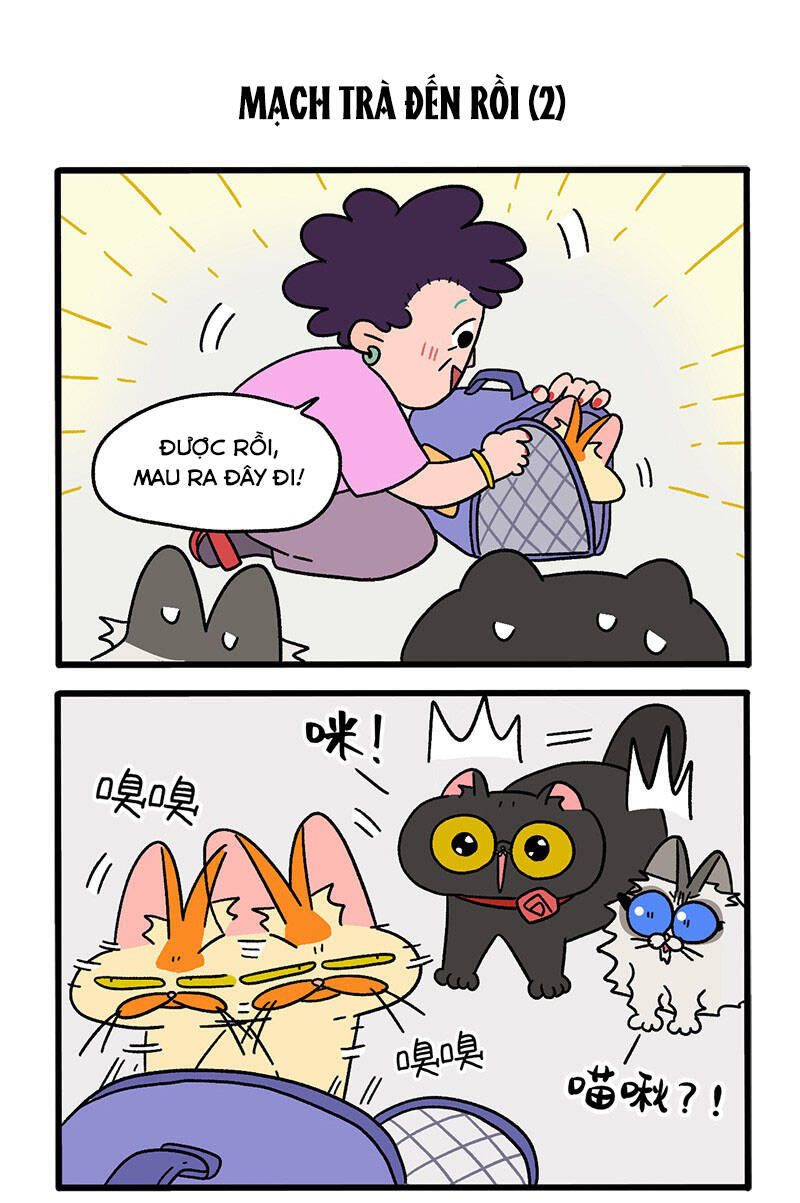 a mãn và mạch trà chapter 35 3