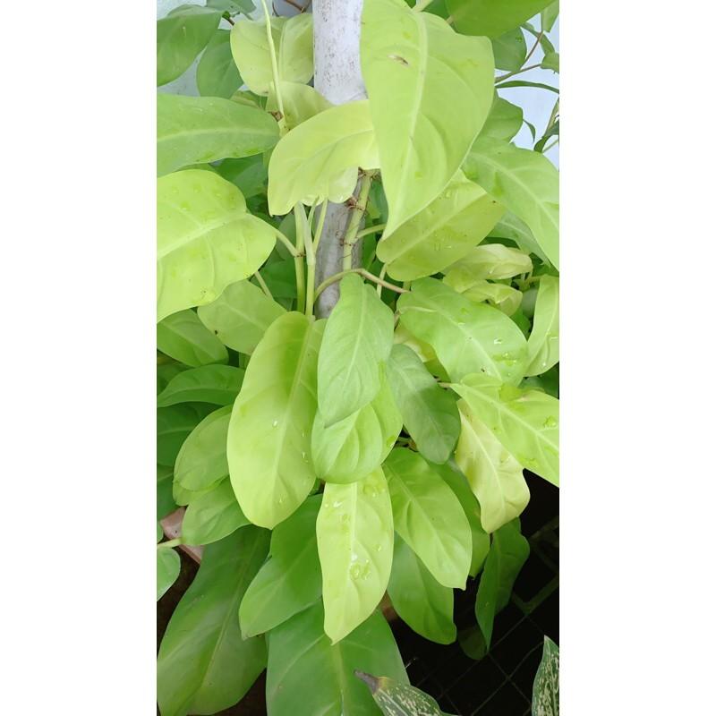 Trầu Bà Trụ Vàng