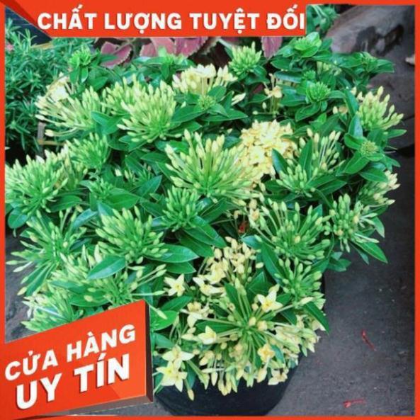 Chậu hoa trang thái màu vàng